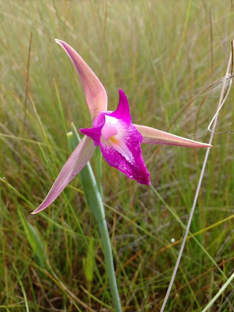 Cleistes castaneoides