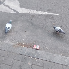 Columba livia domestica