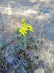 Senecio vernalis