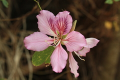 Bauhinia variegata