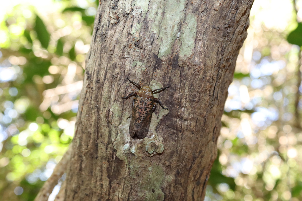 Polydictya pantherina
