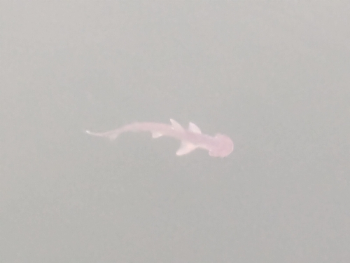 ウチワシュモクザメ