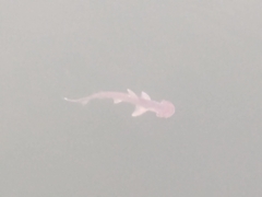 ウチワシュモクザメ