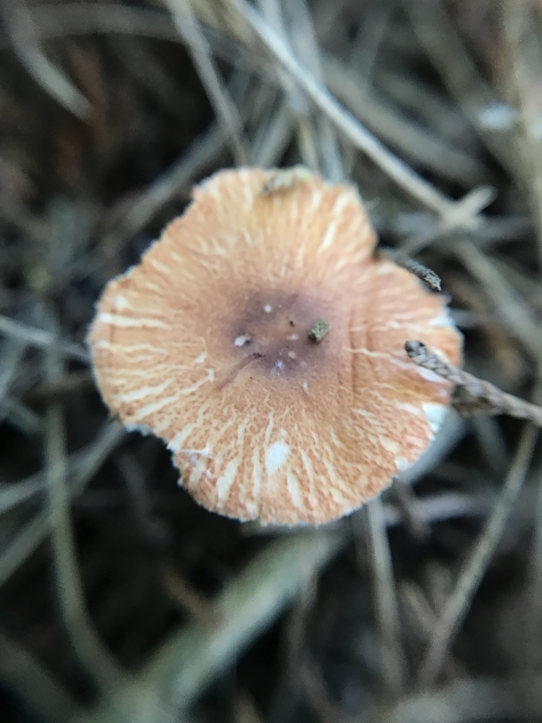 Leucoagaricus rubrotinctus · December 2023 · photo: © tutitah (iNaturalist, cc0)