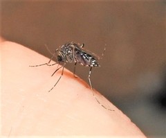 Aedes vigilax