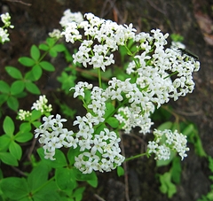 Galium platygalium