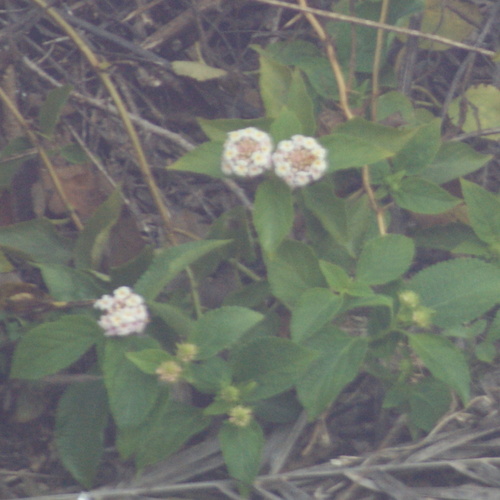 common lantana