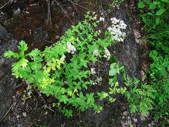 Galium platygalium