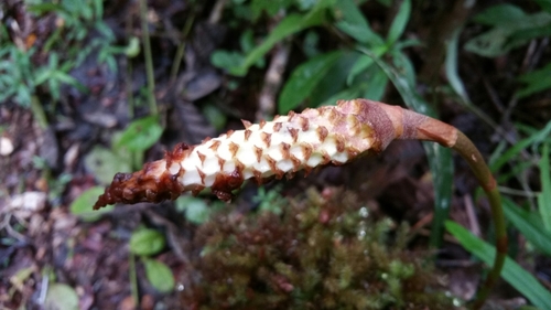 Bulbophyllum coriophorum, photograph 4