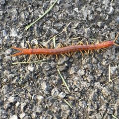 Theatops spinicaudus