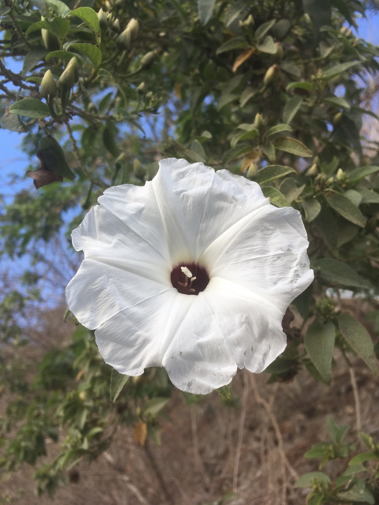 Ipomoea wolcottiana