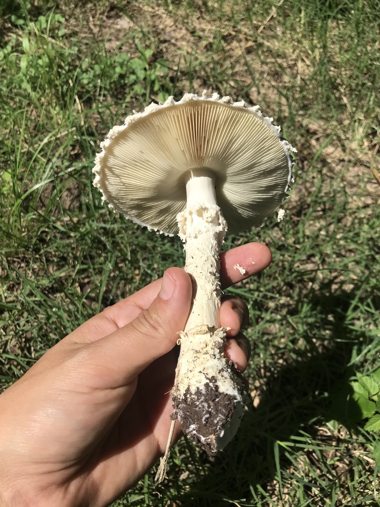 Amanita foetens · December 2023 · photo: © tutitah (iNaturalist, cc0)