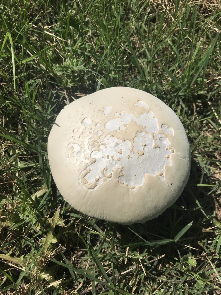 Amanita foetens · December 2023 · photo: © tutitah (iNaturalist, cc0)