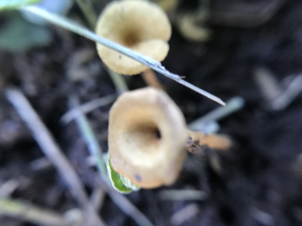 Melanomphalia omphaliopsis · December 2023 · photo: © tutitah (iNaturalist, cc0)