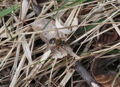 Tachina ursina