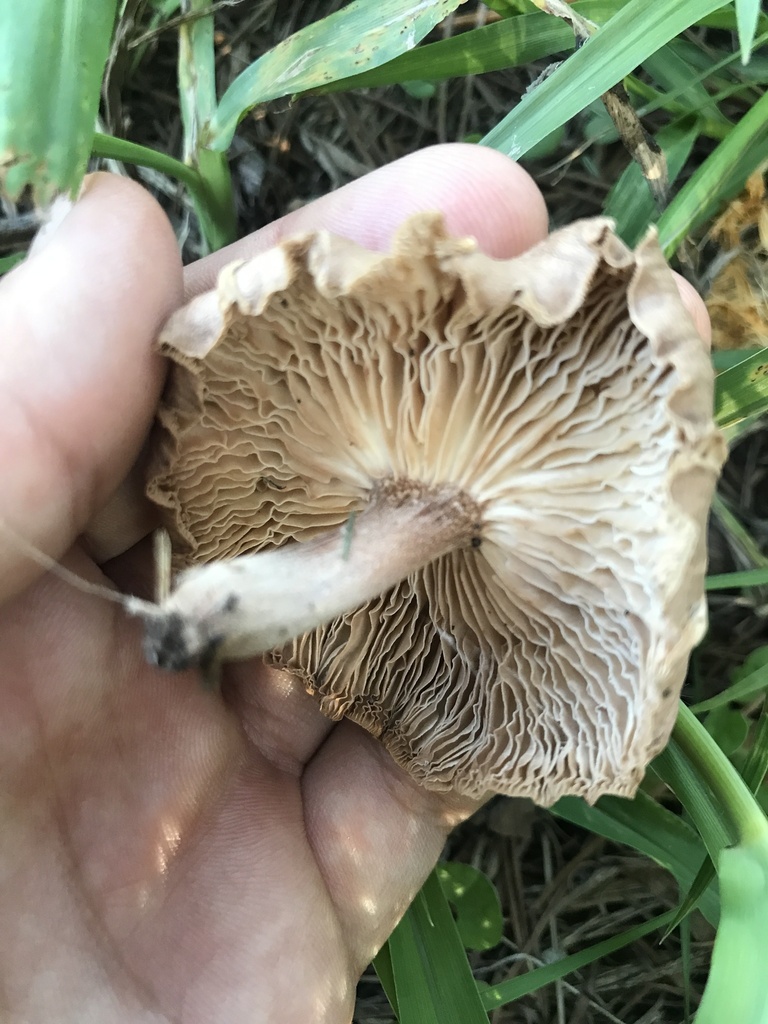 Collybiopsis luxurians · December 2023 · photo: © tutitah (iNaturalist, cc0)