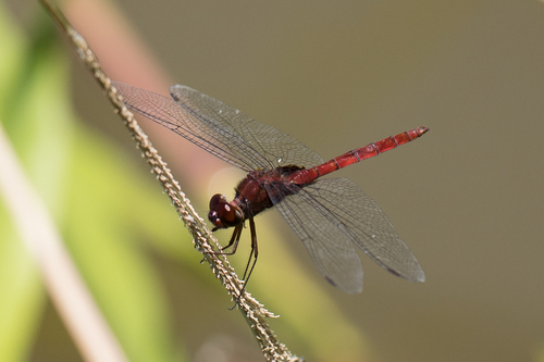Arch-tipped Glider