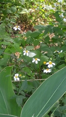 Pieris rapae crucivora