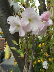 Prunus