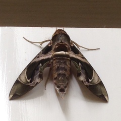 Daphnis hypothous crameri