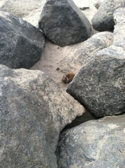 Otospermophilus beecheyi