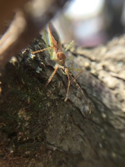 Zelus renardii