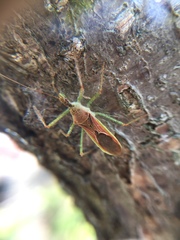 Zelus renardii