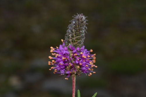 Image of Dalea gattingeri by (c) Brian Finzel, some rights reserved (CC BY-SA)