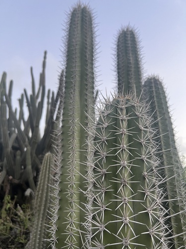 Stenocereus griseus