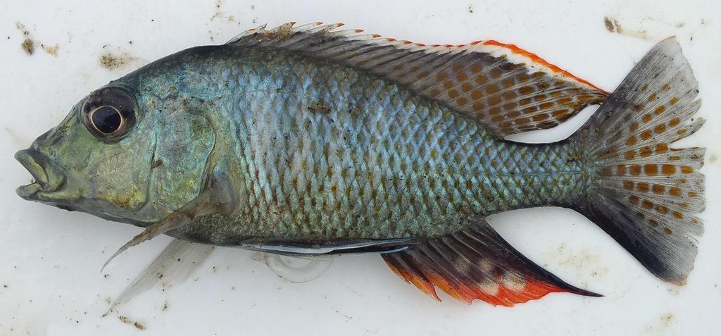 Haplochromis Sunset