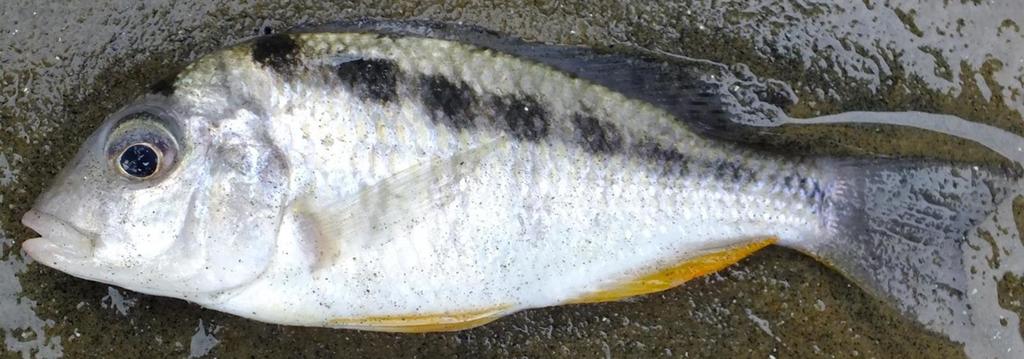 Happy (Mylochromis ericotaenia) — Cichlidae
