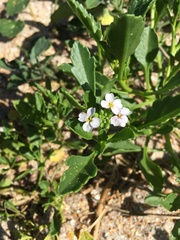 Cakile edentula harperi