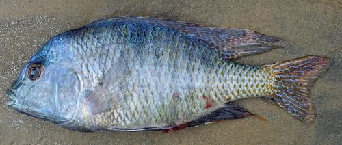 Trematocranus placodon