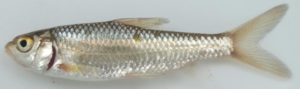 Labeobarbus johnstonii