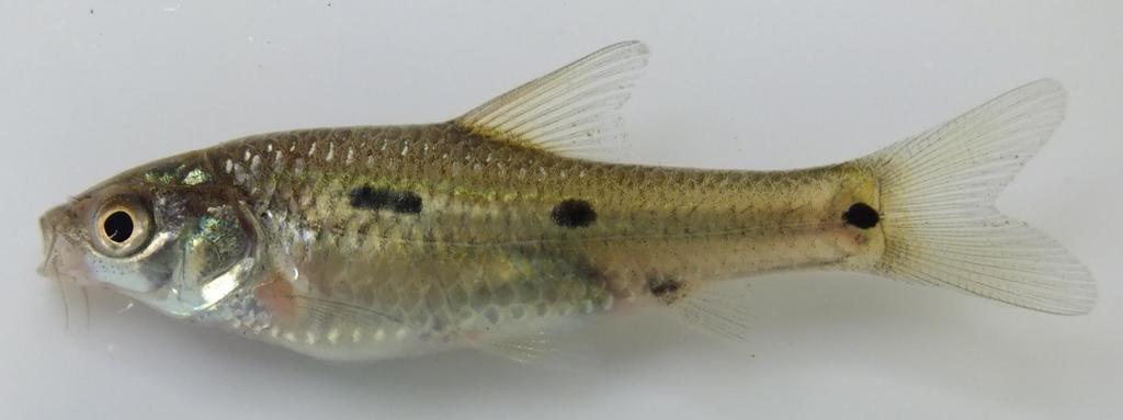 Dash-Dot Barb