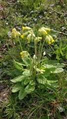 Primula veris