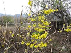Forsythia viridissima