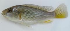 Astatotilapia calliptera