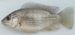 Oreochromis shiranus