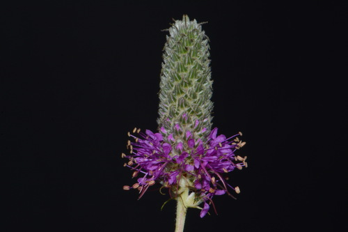 Image of Dalea gattingeri by (c) Brian Finzel, some rights reserved (CC BY-SA)