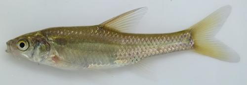 Straightfin barb (Enteromius paludinosus) — Cyprinidae — 3