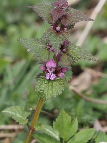 Lamium maculatum