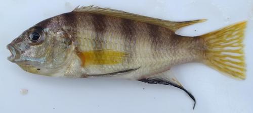 Maylandia livingstonii