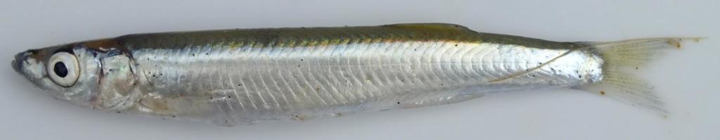Lake Malawi sardine (Engraulicypris sardella) — Cyprinidae
