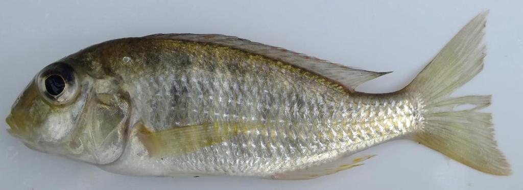 Blotch utaka (Tramitichromis lituris) — Cichlidae