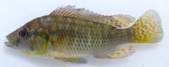 Astatotilapia calliptera
