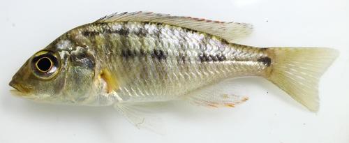 Lethrinops cichlid (Lethrinops lethrinus) — Cichlidae