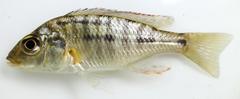Lethrinops lethrinus