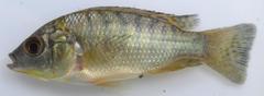 Oreochromis shiranus