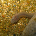 Luciogobius - Photo (c) H.T.Cheng, some rights reserved (CC BY-NC), uploaded by H.T.Cheng